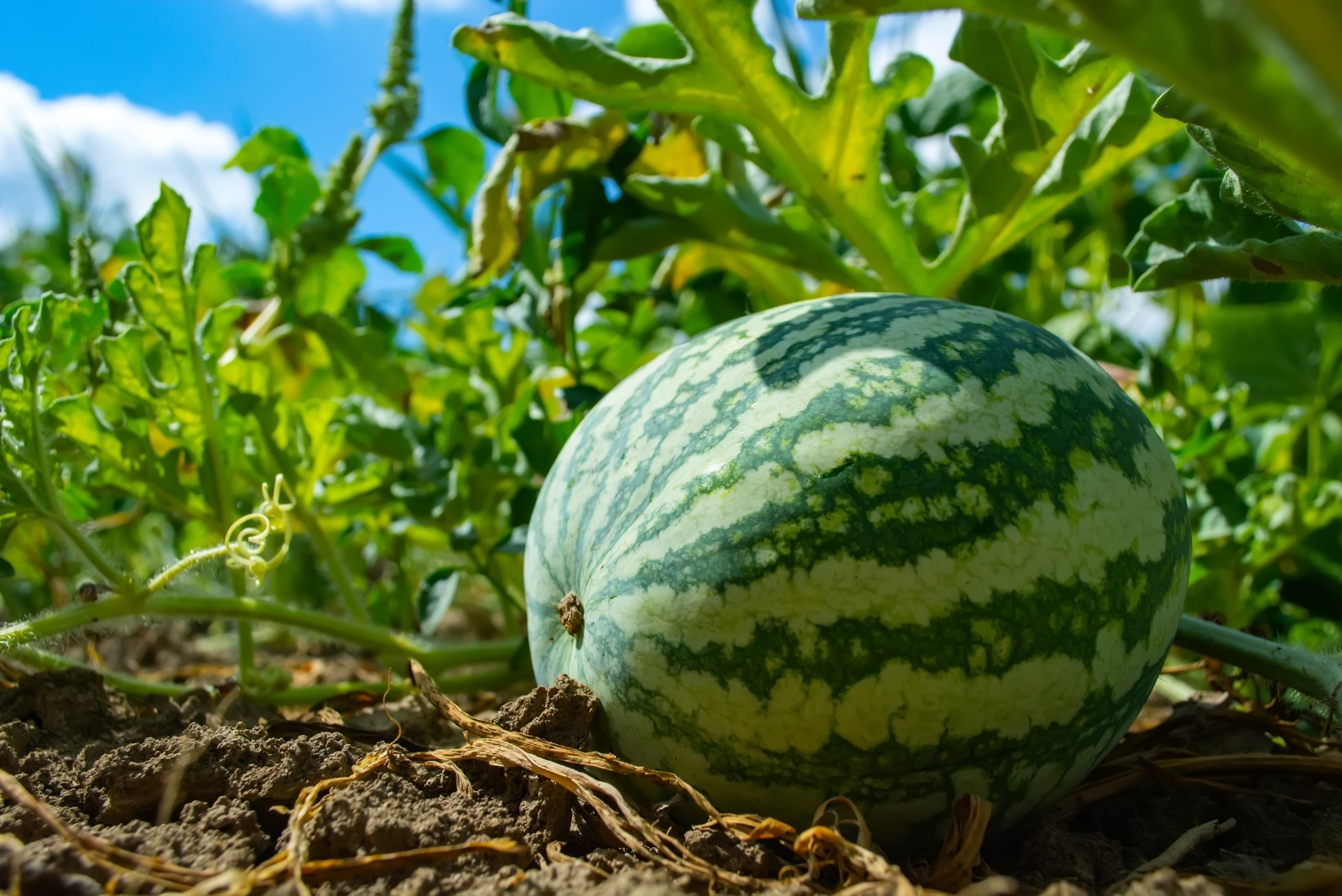 13 Best Fruits To Grow From Seed In Texas This September
