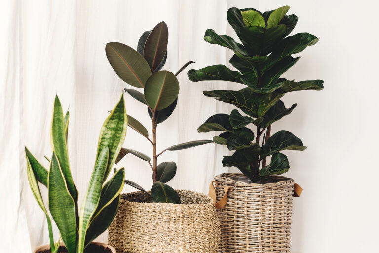 houseplants (featured image)