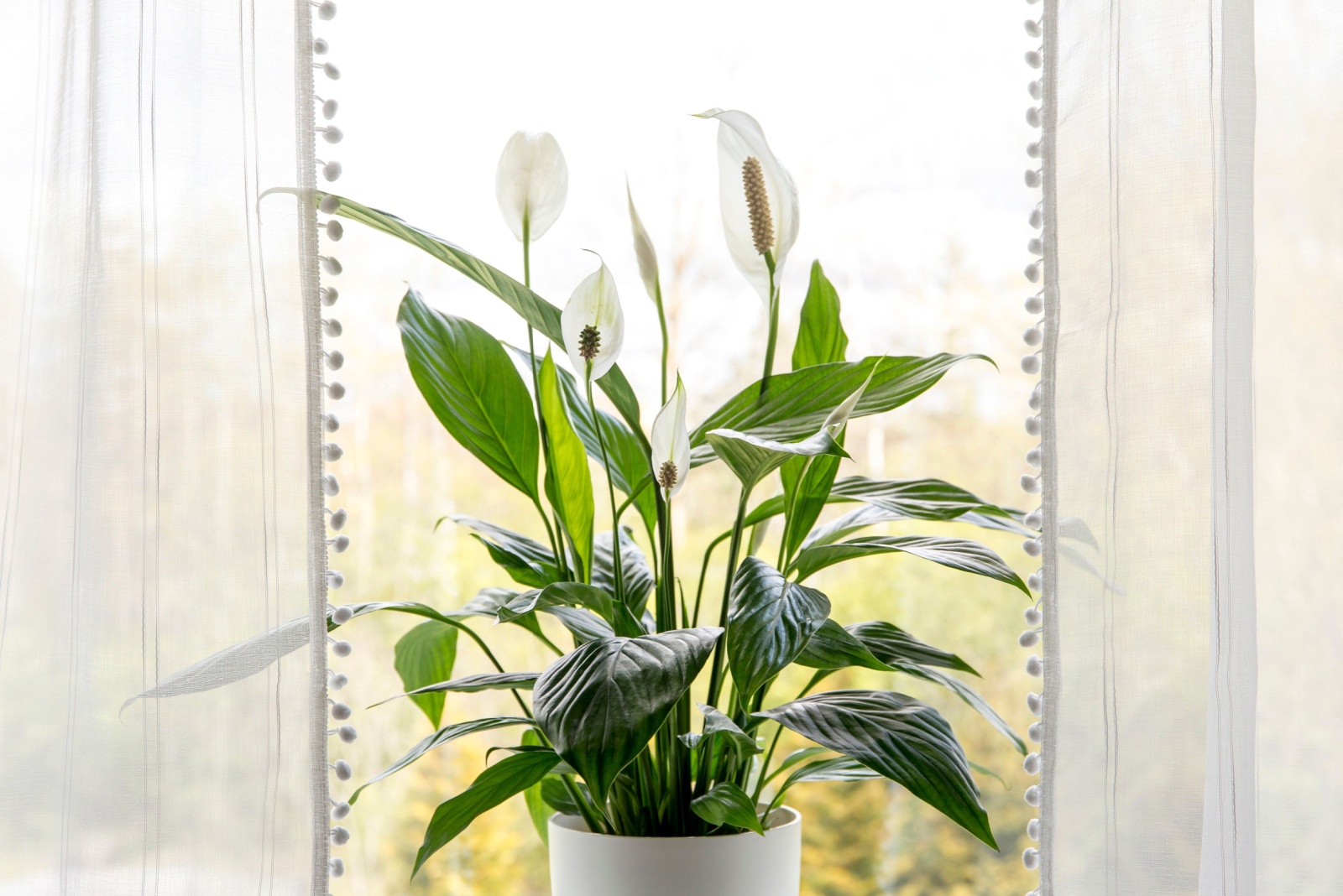 13 Best Plants For New York Rooms Without Windows