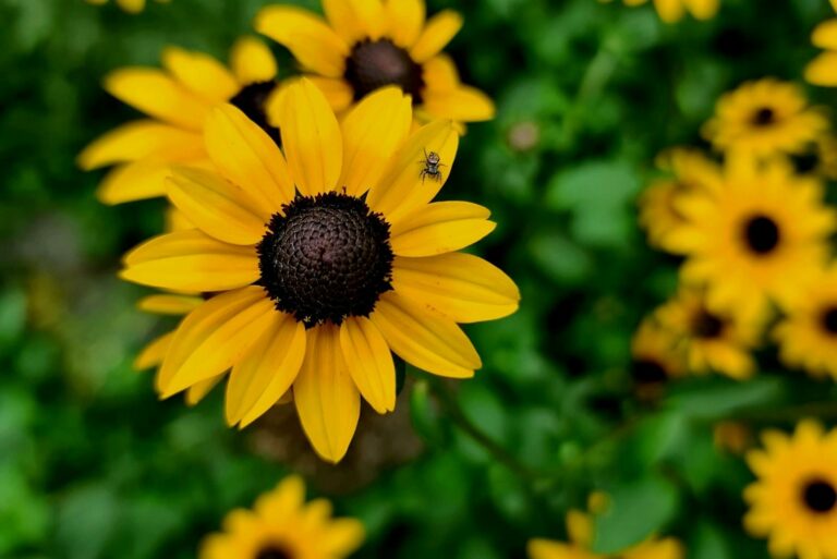 Close-up of Vibrant Yellow Black-eyed Susan Flowers