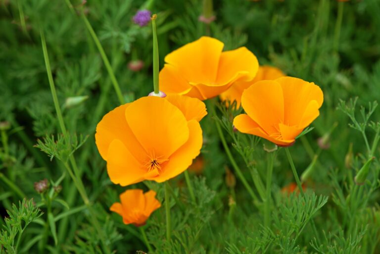 The California poppy