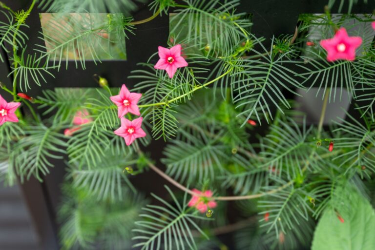 cypress vine plant in bloom