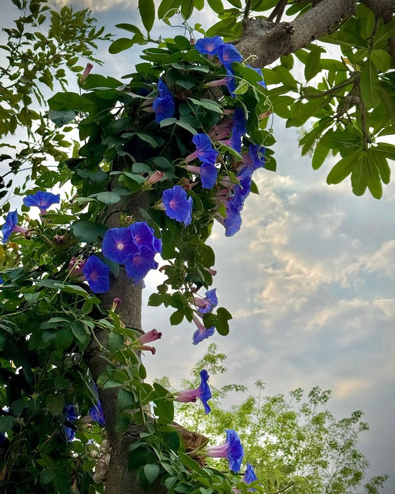 Morning Glory Magic