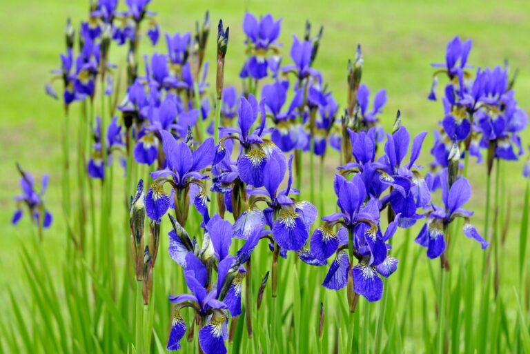siberian iris flowers