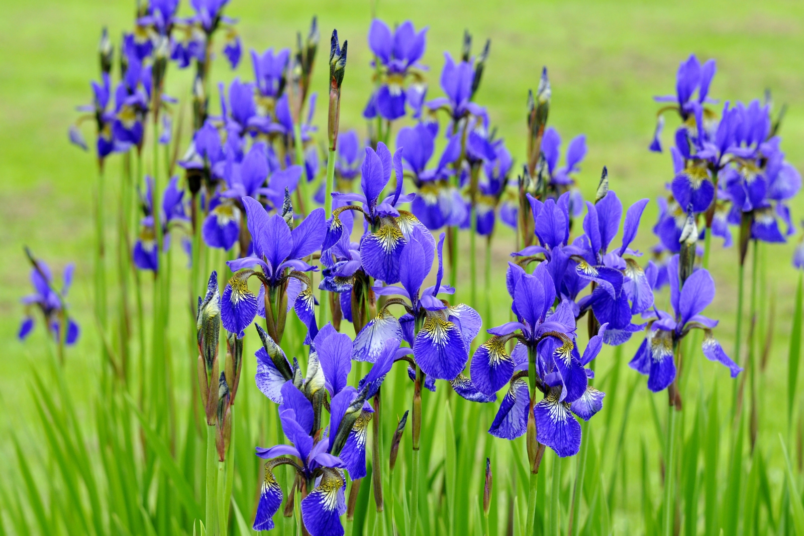 13 Cold-Hardy Perennials That Thrive In Minnesota With Little Care