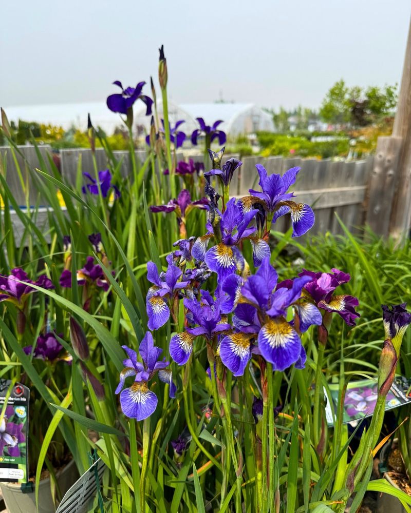 Siberian Iris