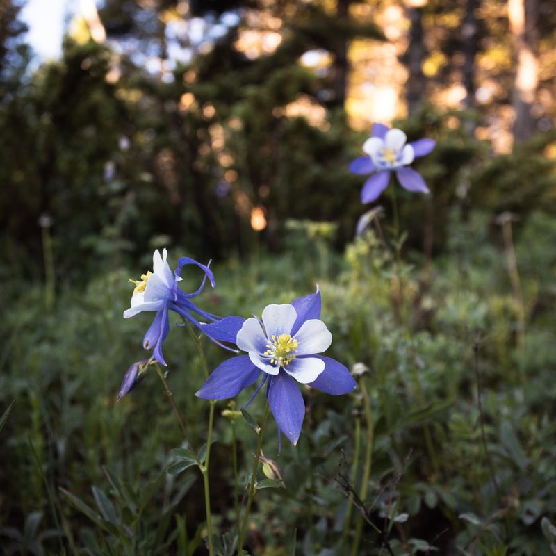 Rocky Mountain Columbine