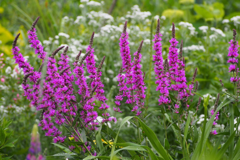 purple loosestrife (featured image)