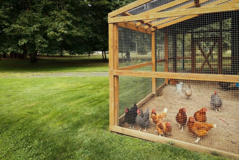 Chicken Coop