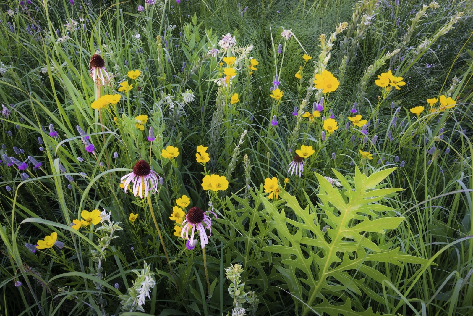 13 Creative Garden Ideas To Transform Illinois Yards