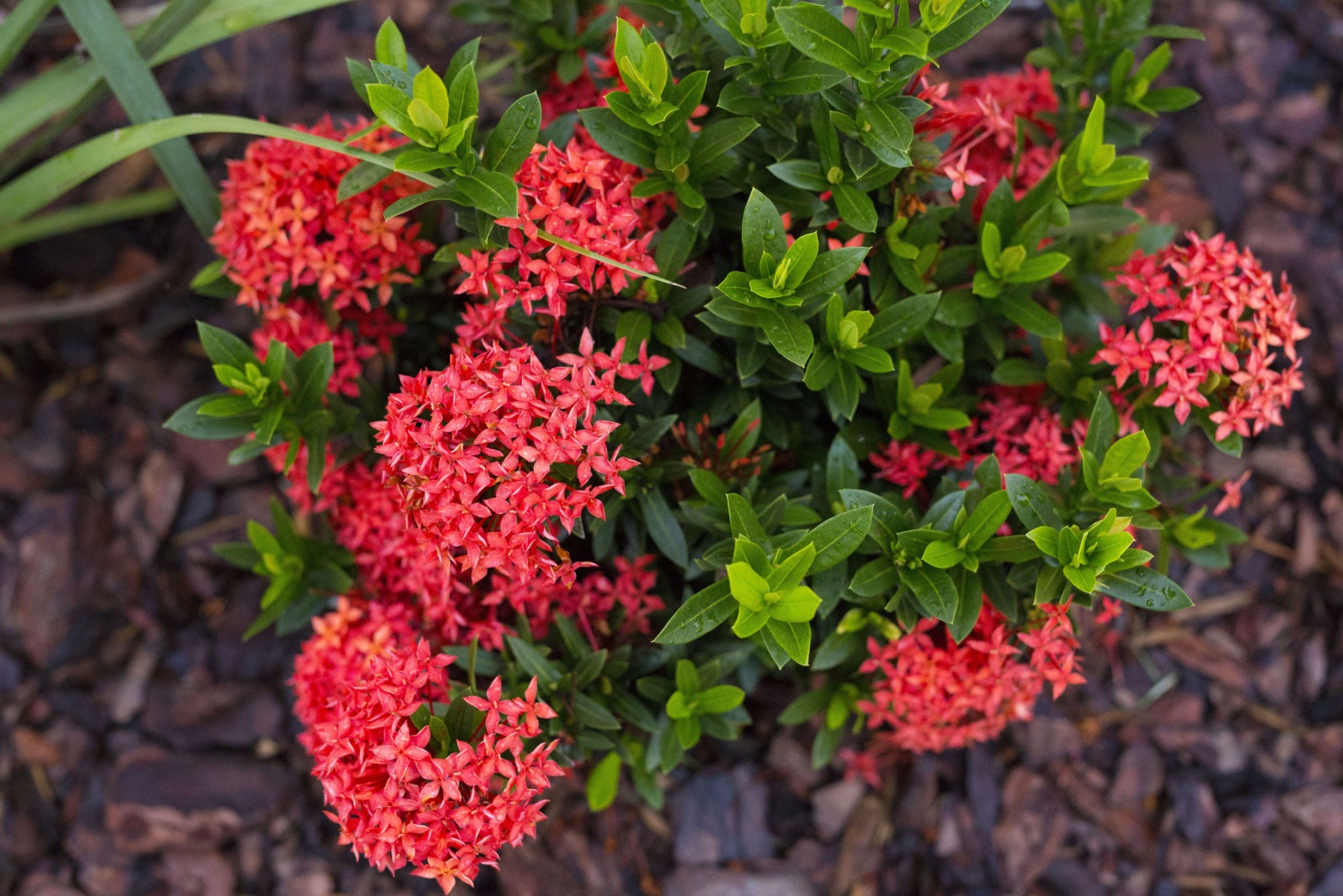 dwarf ixora plant in full bloom