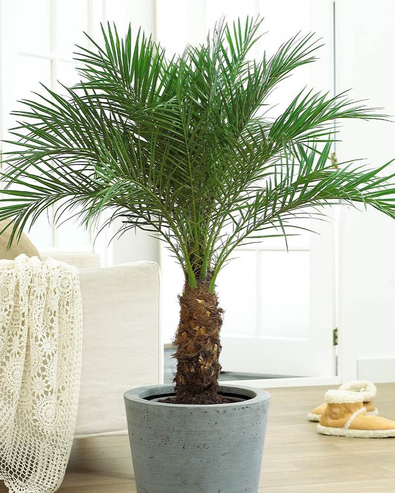 Dwarf Pygmy Date Palm