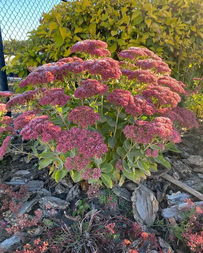 Sedum 'Autumn Joy'