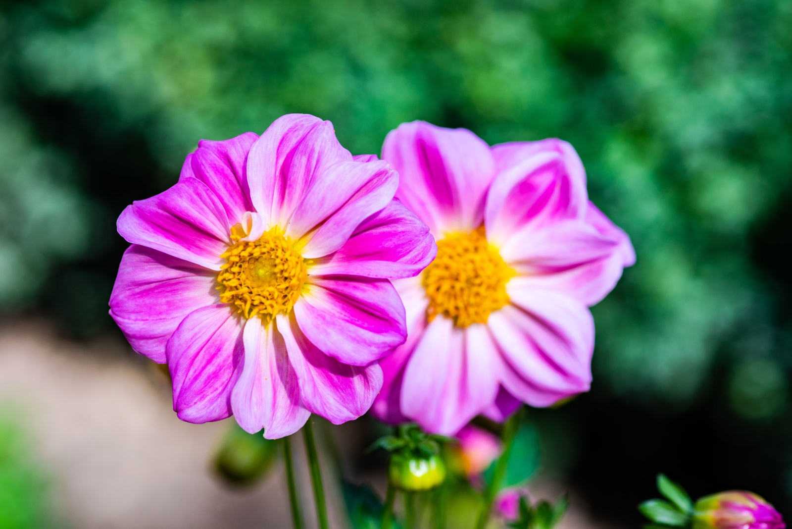 13 Fall Flowers Begging To Be In Your Virginia Garden And On Your Table