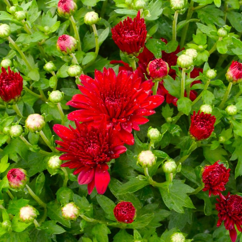 Chrysanthemums: The Classic Fall Showstopper