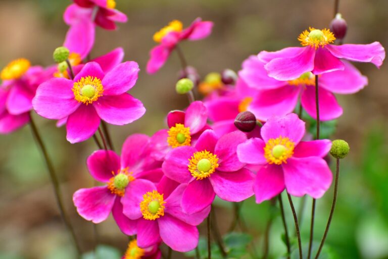 japanese anemone in full bloom