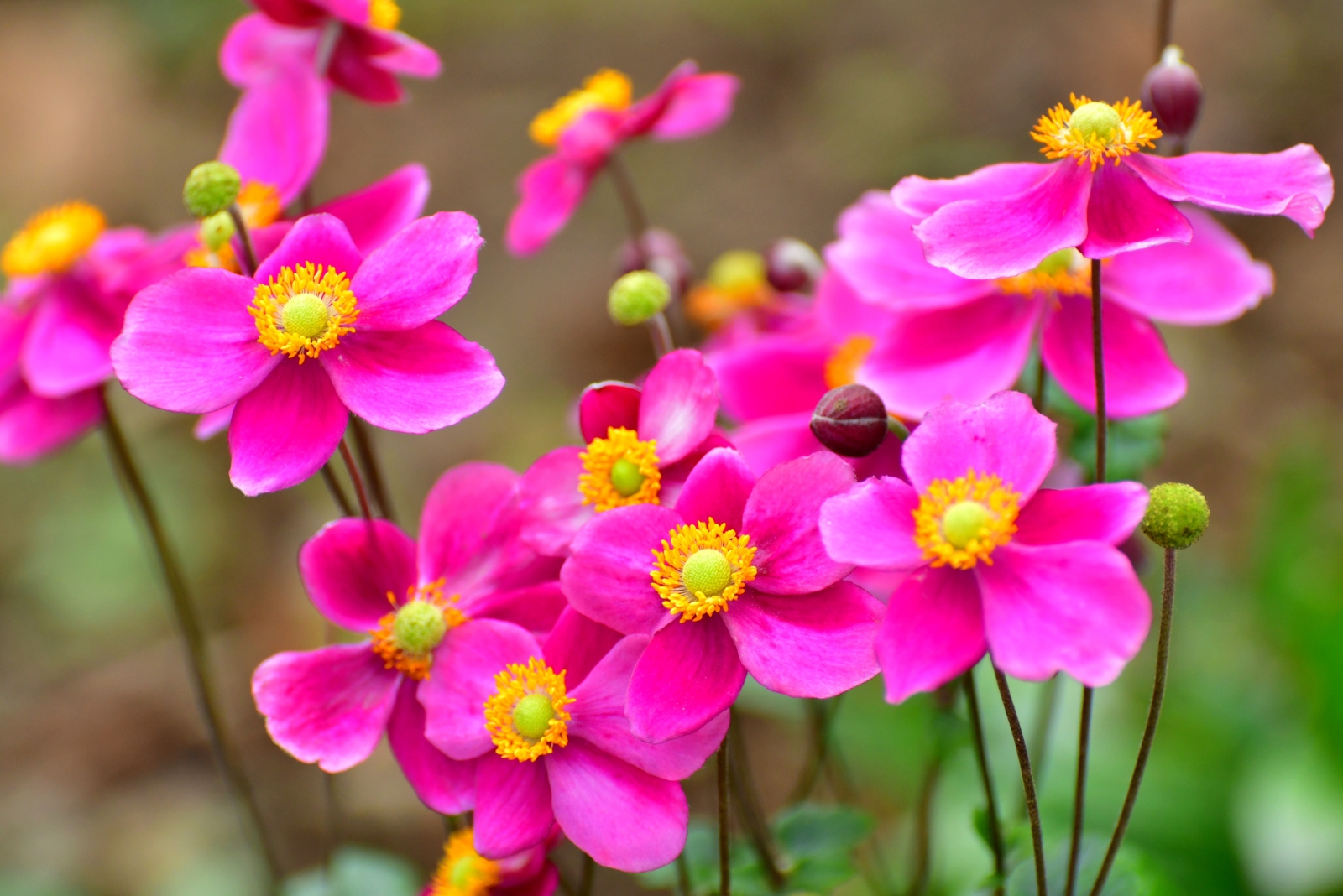13 Fall Plants Experts Swear Will Transform Pennsylvania Gardens