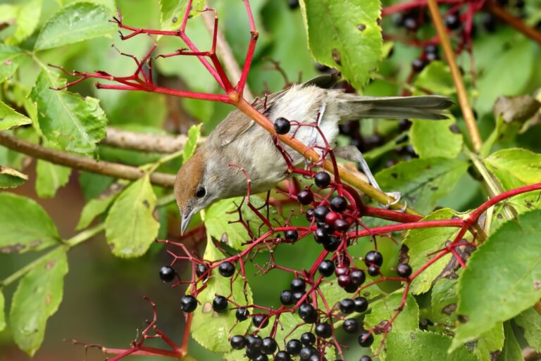bird snacks on the elderberry bush