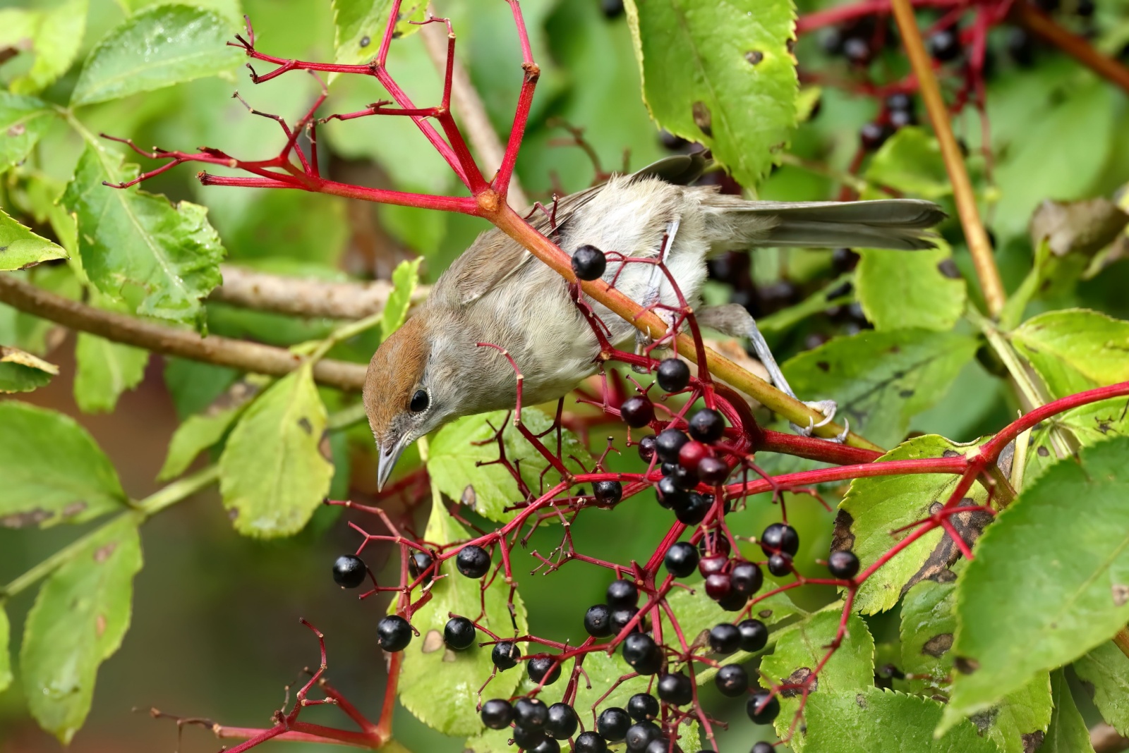 13 Fall Plants That’ll Fill Your Michigan Yard With Migrating Birds