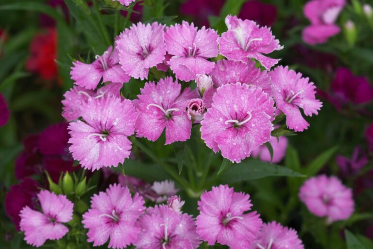 Dianthus flower