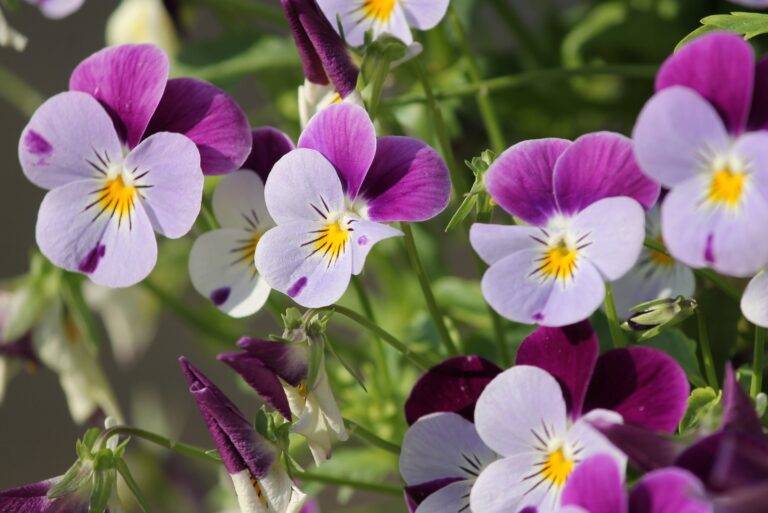 pansy flower display