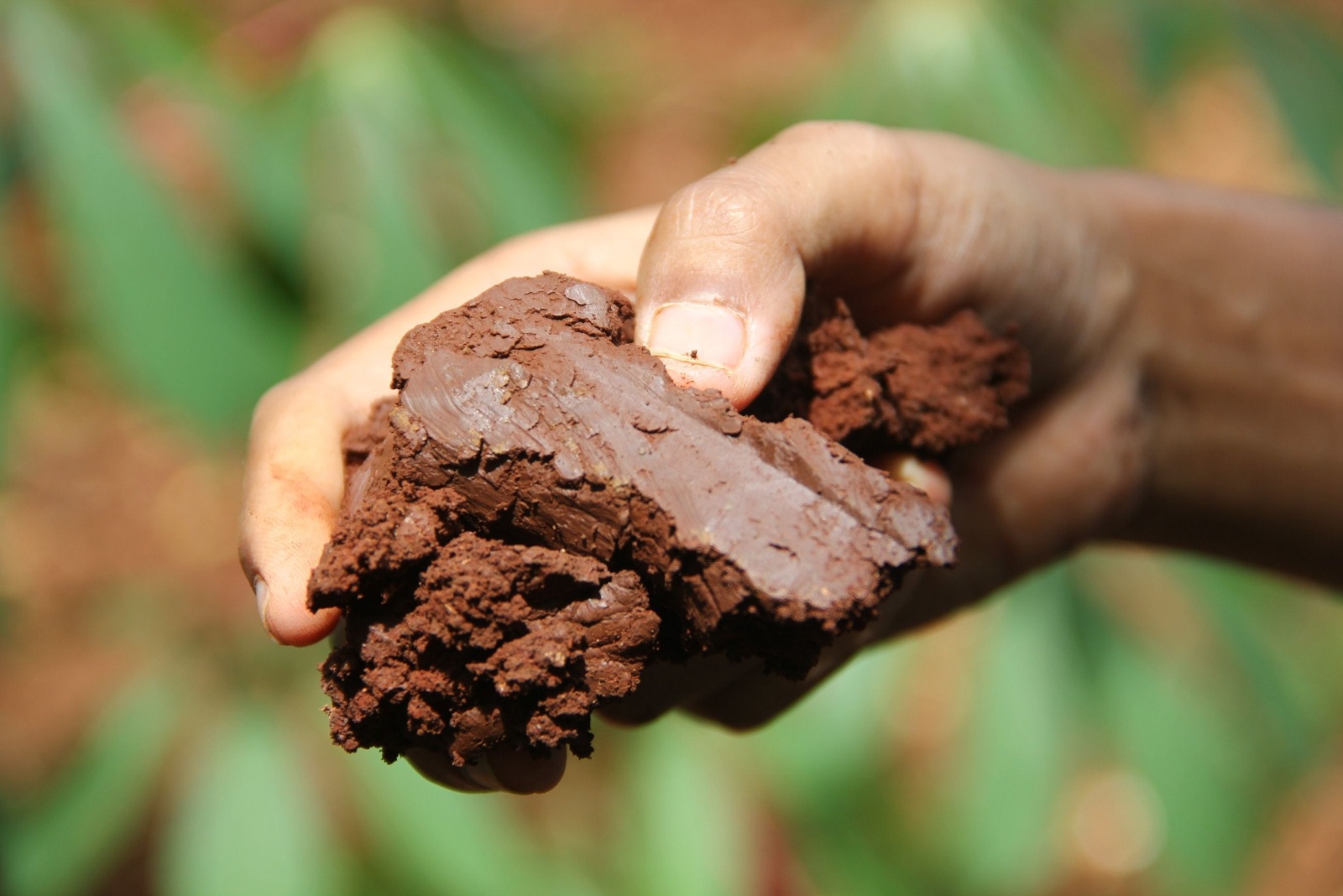 13 Flowers Minnesota Gardeners Should Never Plant In Clay Soil