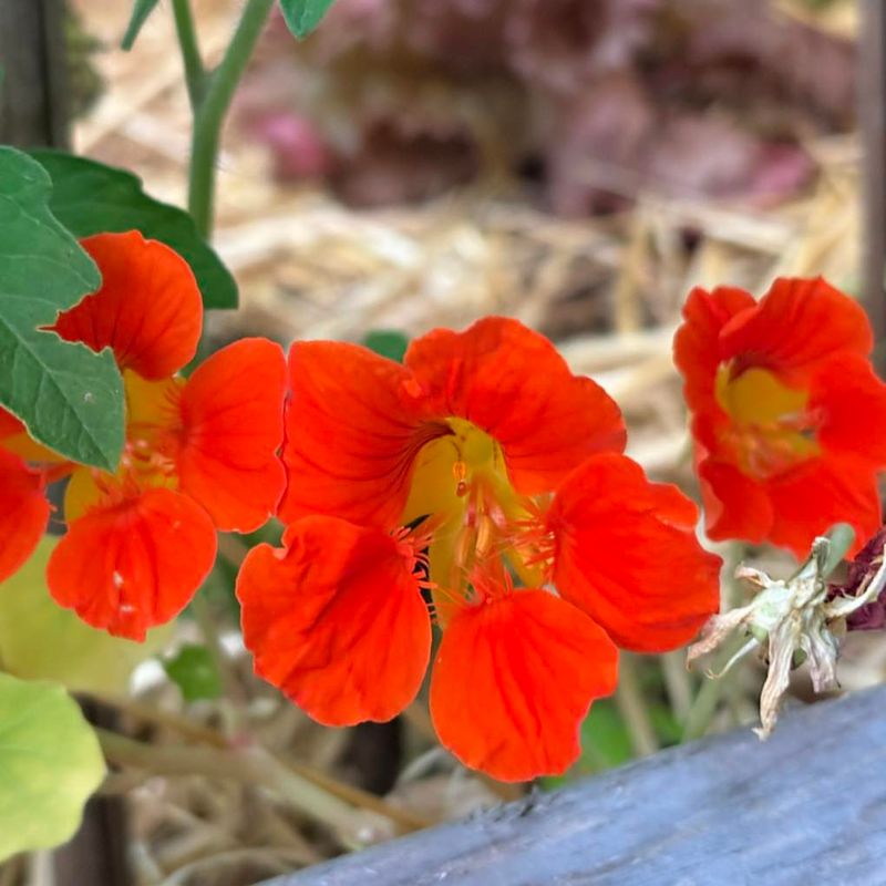 Nasturtiums: Nature's Pest Patrol