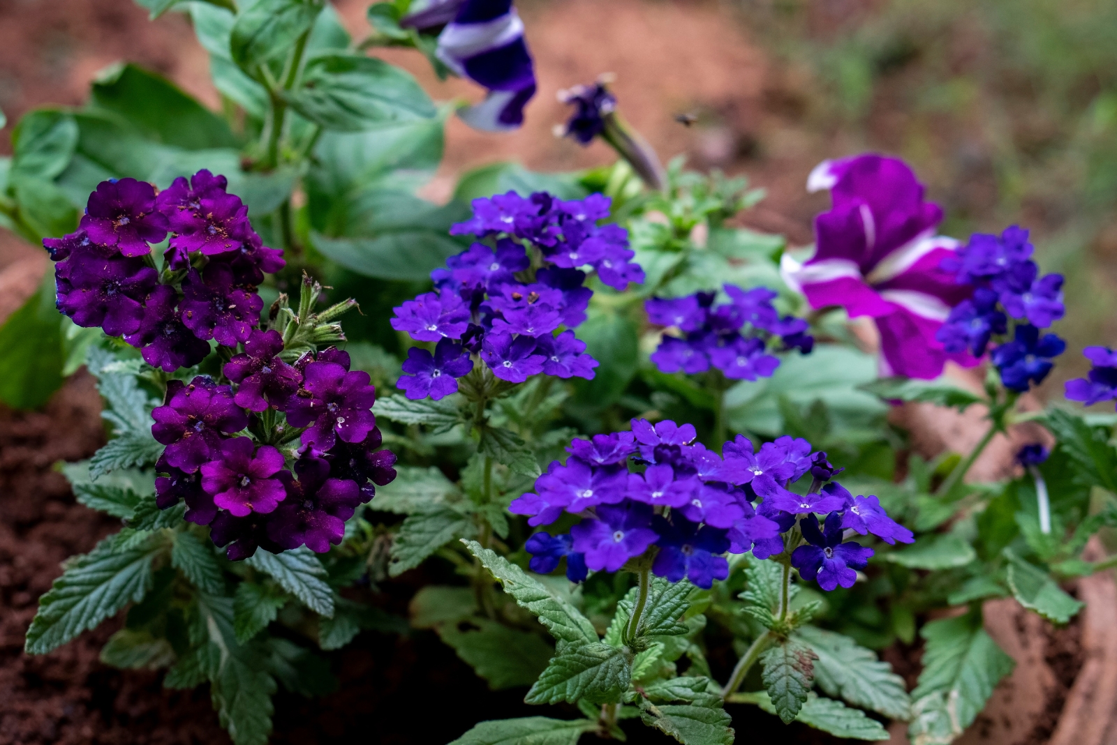 13 Flowers You Should Propagate In September For More Color In Georgia