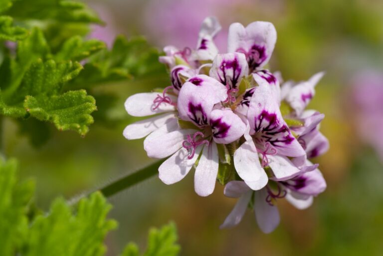 Pink Flower Rose Scented Geranium