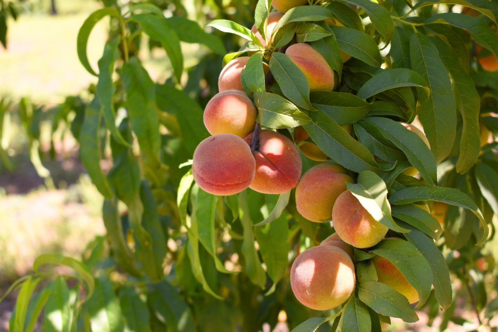 13 Fruit Trees That Struggle In Wisconsin’s Climate
