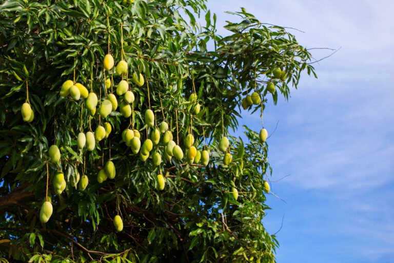 mango tree (featured image)