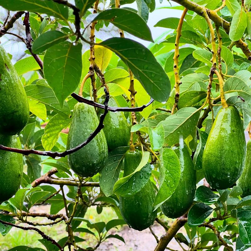 Avocado