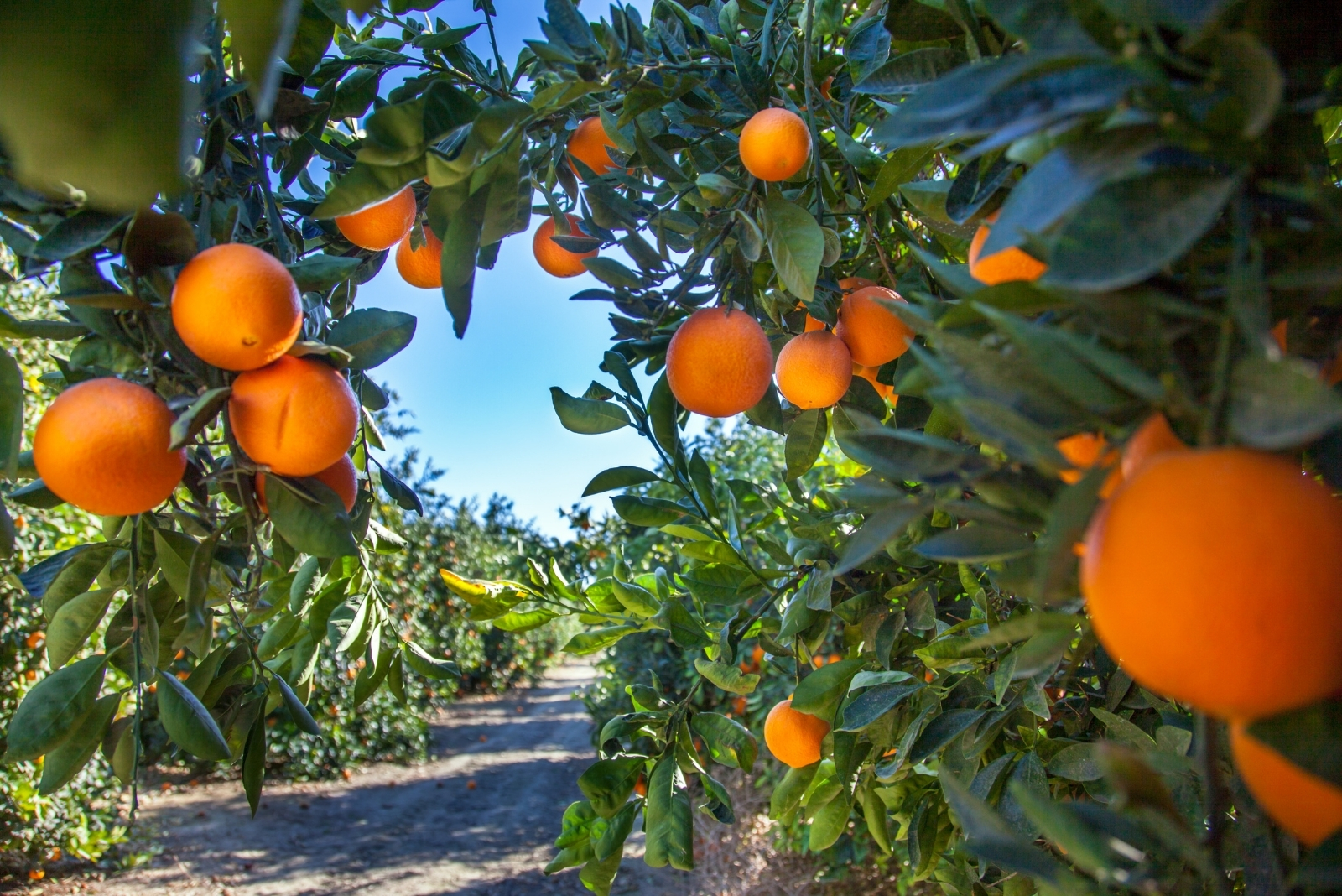 13 Fruit Trees You Should Avoid Planting In Michigan