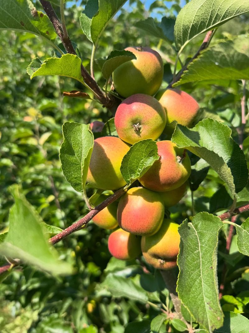 Apples
