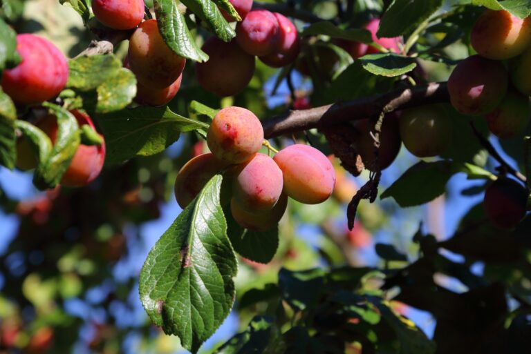 apricot tree fruits
