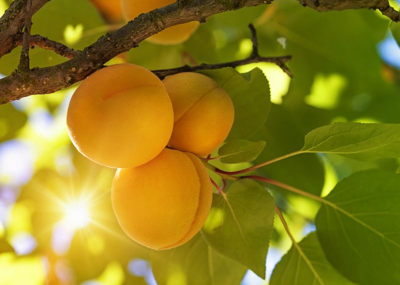 Apricots: Summer's Golden Jewels