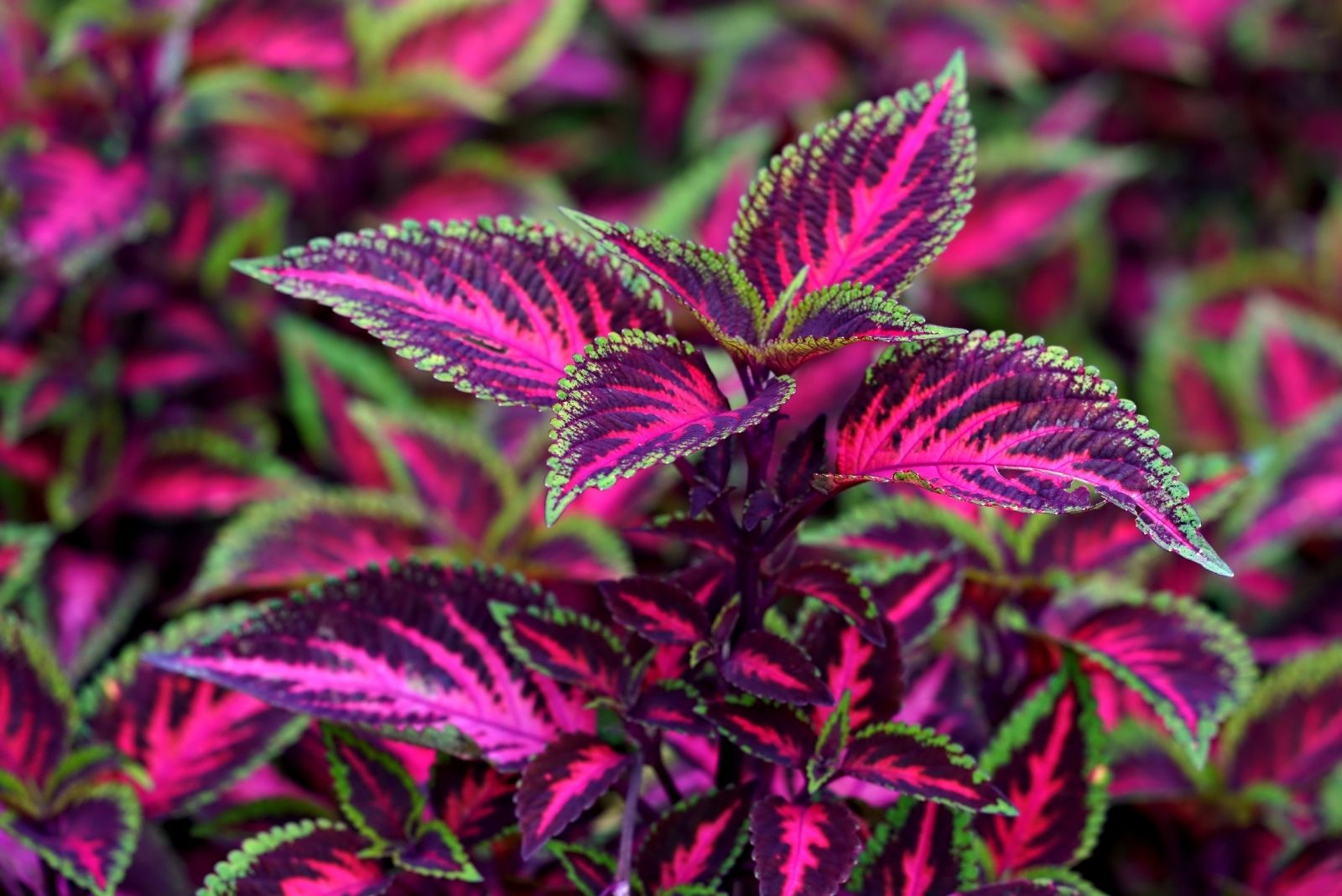 13 Garden Plants In California With Leaves Prettier Than Their Flowers