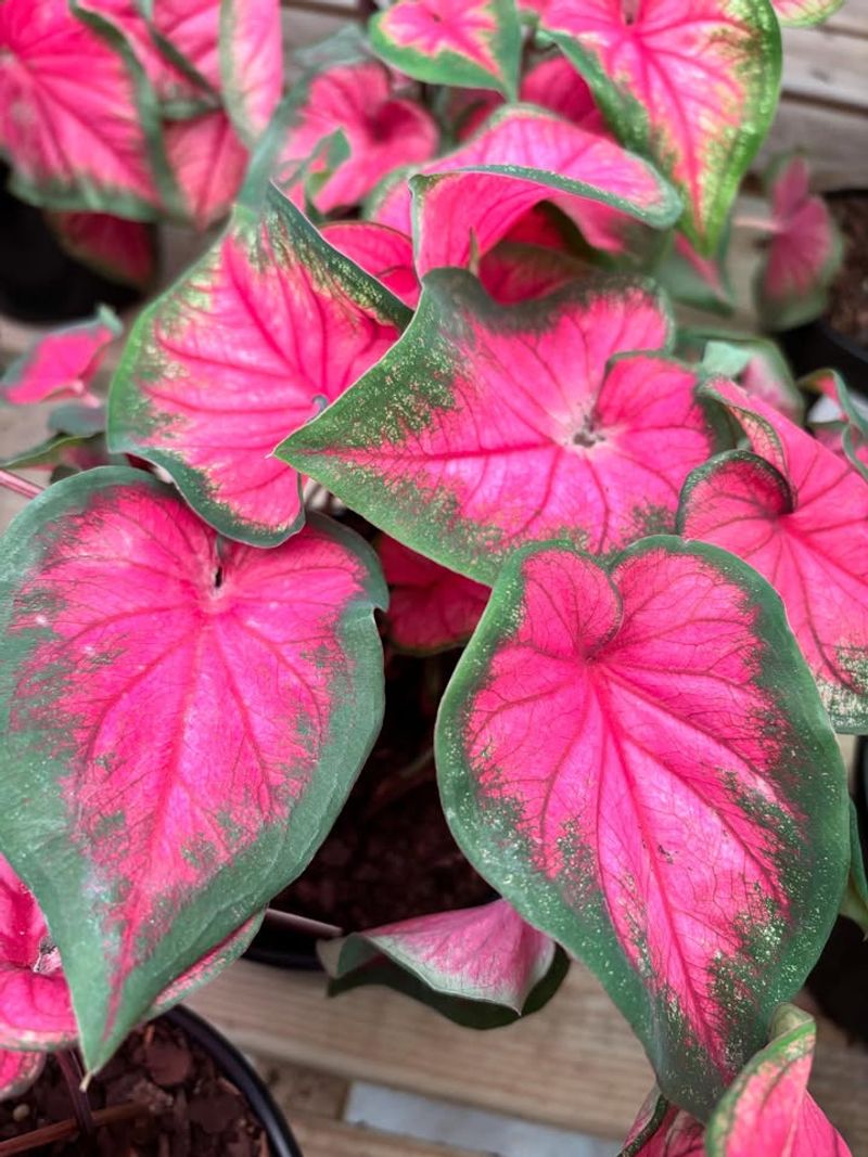 Caladium