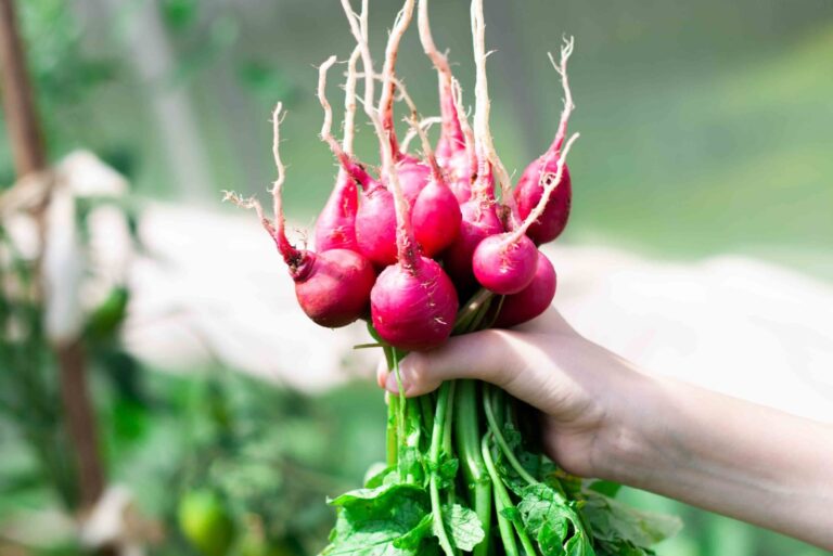 female hand holds radishes grown in a greenhouse