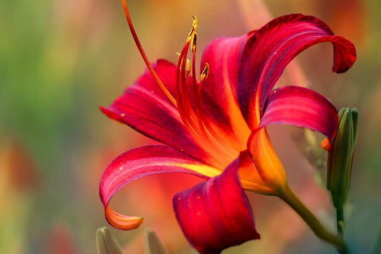 daylily