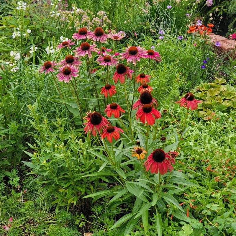 Coneflowers (Echinacea)