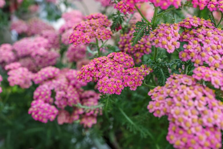 yarrow pink