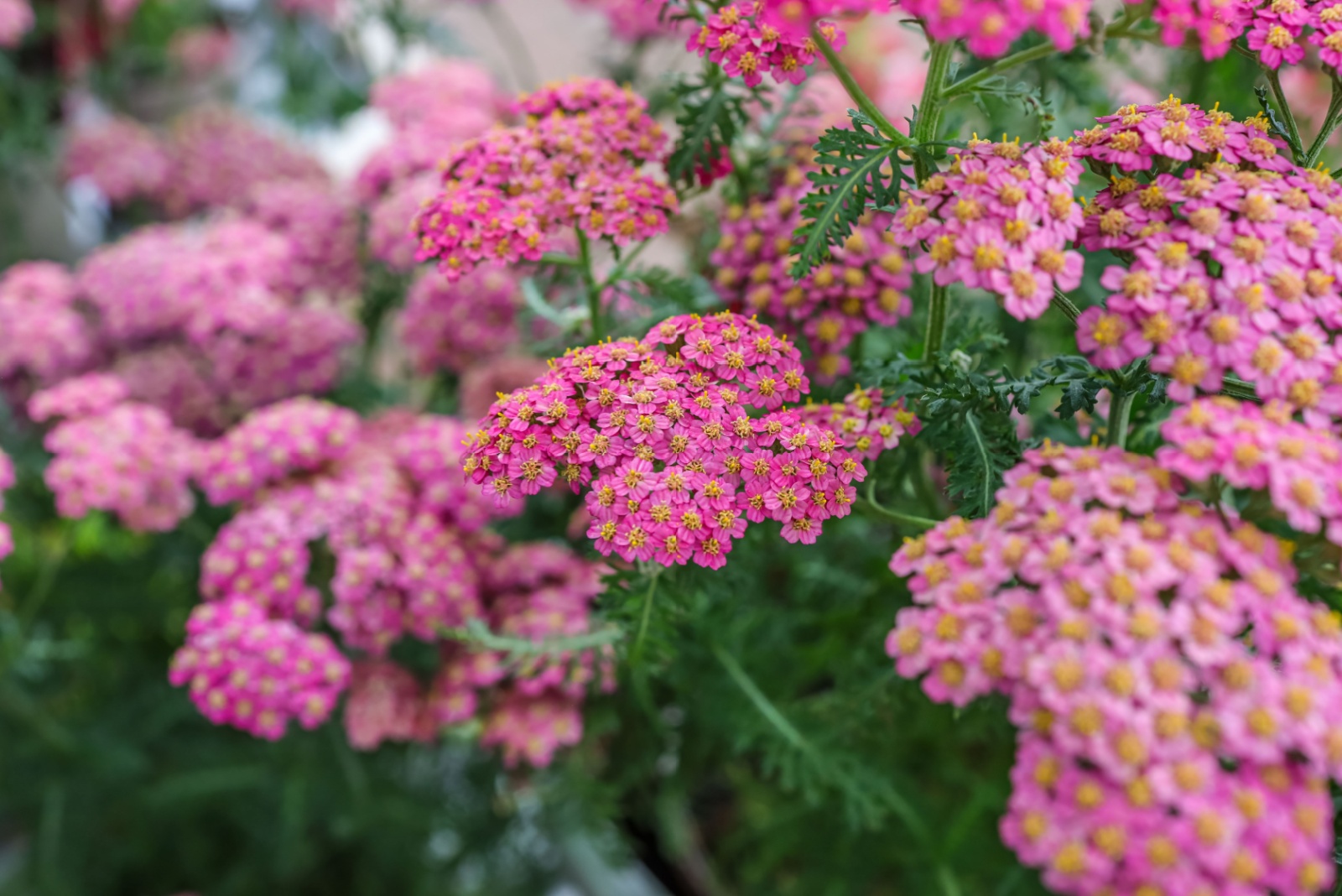 13 Hardy Perennials Kentucky Gardeners Can Plant And Forget
