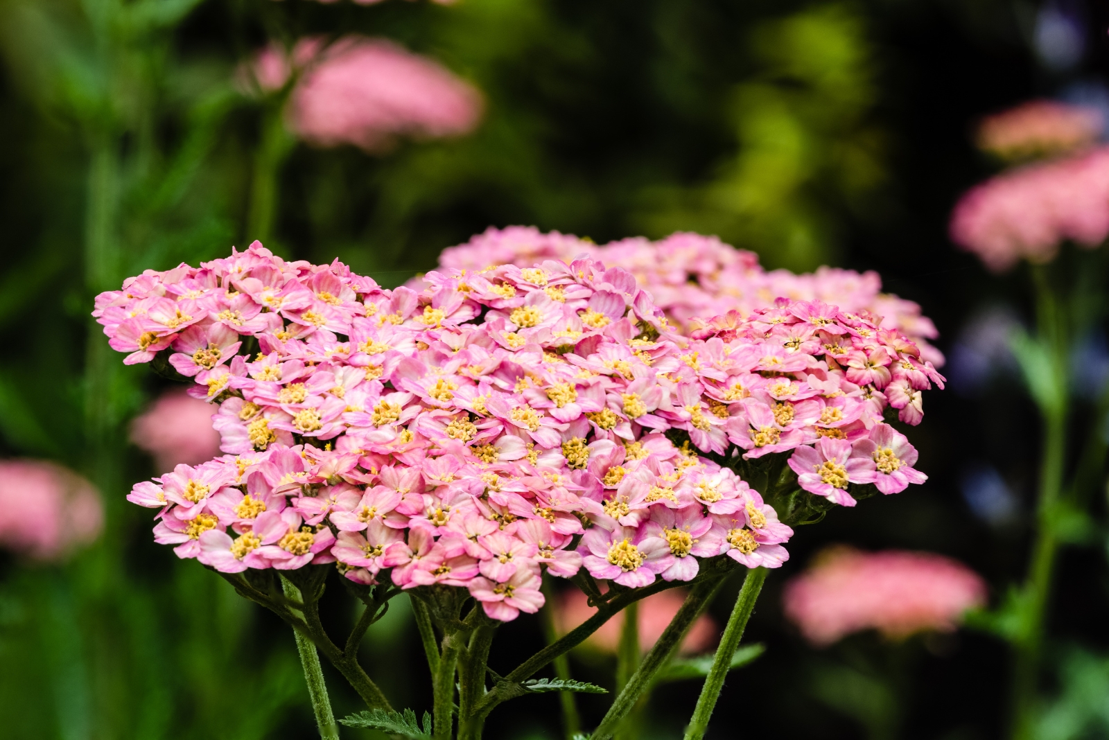 13 Heat-Tolerant Perennials In South Carolina That Bloom On Neglect