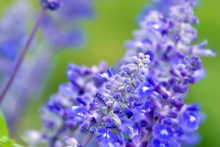 salvia flower
