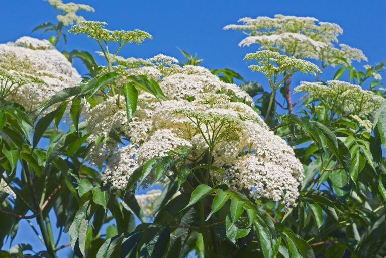 Elderberry