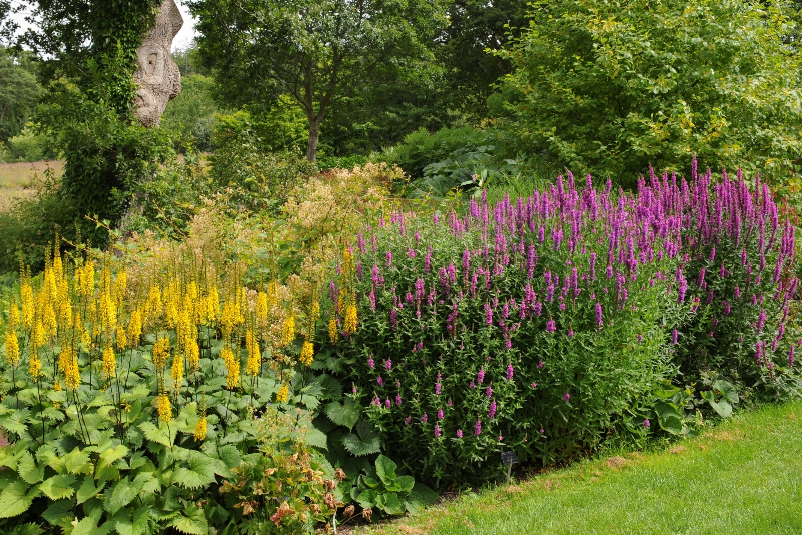 invasive plants (featured image)