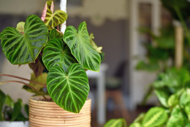 houseplant (featured image)