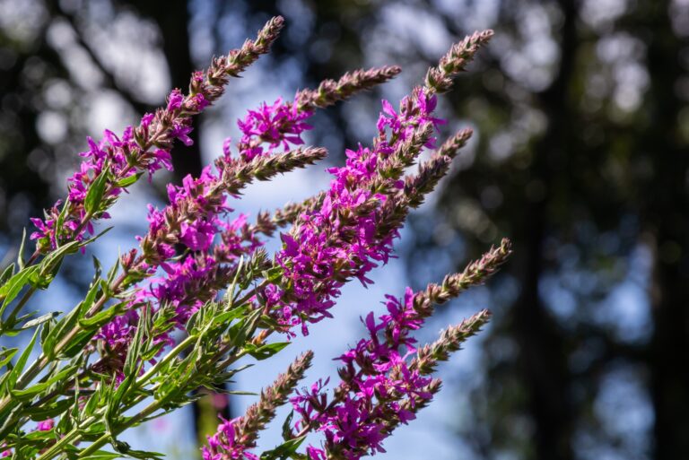 purple loosestrife