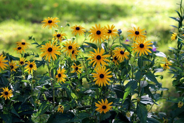 black eyed susans (featured image)